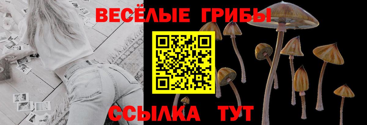 где купить наркоту  Вход с VPN  Хасавюрт  Псилоцибиновые грибы мицелий 
