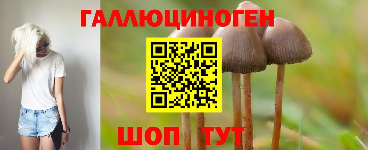 Галлюциногенные грибы Psilocybe Хасавюрт